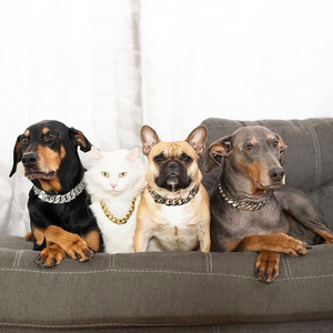 20% OFF Ends Today ⏰ ! PremiumPet™ Gold Chain for Dogs